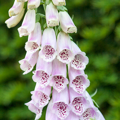 Digitalis Lanata, of wollig vingerhoedskruid